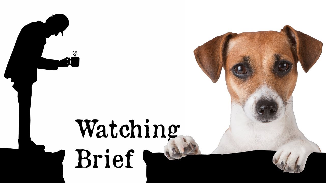 Watching Brief: Puppy Dog Eyes Evolved to Communicate with Humans ...