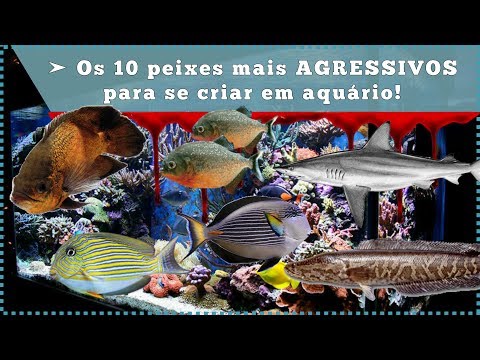 Vídeo: Os peixes pacu são agressivos?