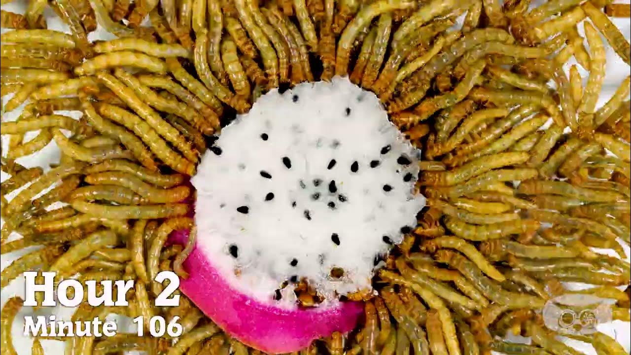 Mealworms ON GLASS FROM BELOW Compilation YouTube