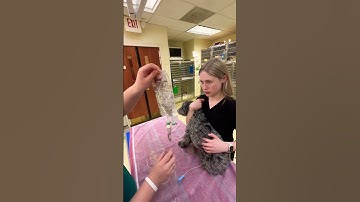 administer subcutaneous fluids