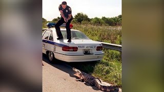 POLICE VS ANIMALS Caught On Camera! by iCompilation 4,020 views 3 years ago 9 minutes, 5 seconds