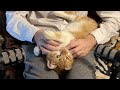 1 hour asmr  cats purring for sleep and relaxation