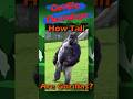 🦍 How Tall are Gorillas? #gorilla #nature #shorts