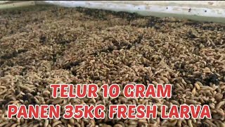 HARVEST EDITION. 2X FULL NUTRITIONAL FEED, THE RESULTS ARE WOW, GREAT