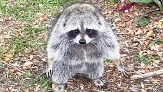 Chonky raccoon put on a diet because he hates exercise by GeoBeats Animals 8 hours ago 3 minutes, 49 seconds 21,765 views