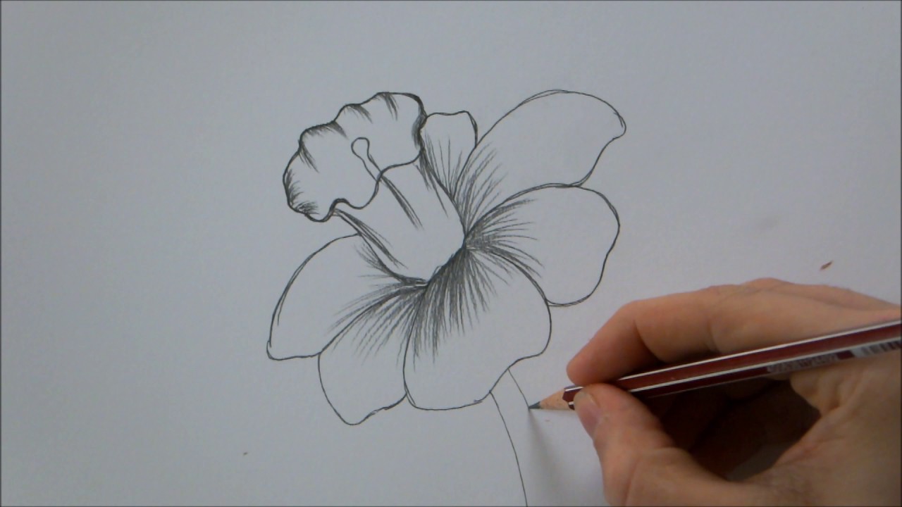 Featured image of post Learn To Draw Flowers And Plants / Whether you&#039;re hoping to draw a rose, daisy, tulip, or sunflower, the flower is a beautiful subject to practice your sketching — and to help make it fun.