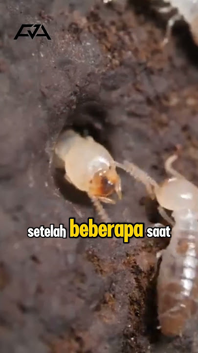 Kenapa Laron Selalu Muncul Saat Hujan? Ini Alasannya!