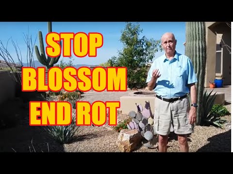 Video: Cara Mengobati Blossom End Rot Pada Labu