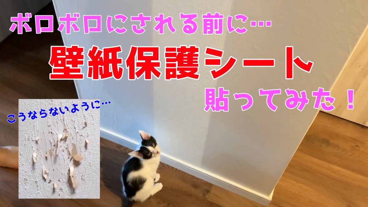 １７ 保護猫３姉弟 爪とぎ防止 壁紙保護シート貼ってみました Youtube