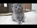 赤ちゃん猫が脱走しました…w スコティッシュフォールドつむの子猫の成長記録 kitten's escape