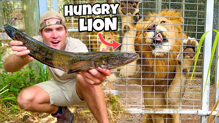 FEEDING INVASIVE ASIAN FISH TO AFRICAN LION PRIDE !