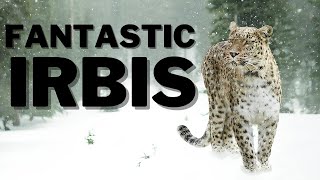 Wild Secrets Unveiled: The Epic Journey of the Snow Leopard in the Frozen Mountains by Animal Expert Care 179 views 1 month ago 3 minutes, 52 seconds