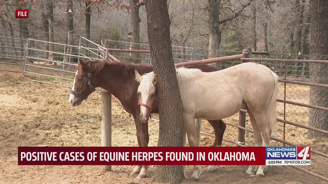 Positive cases of equine herpes found in Oklahoma