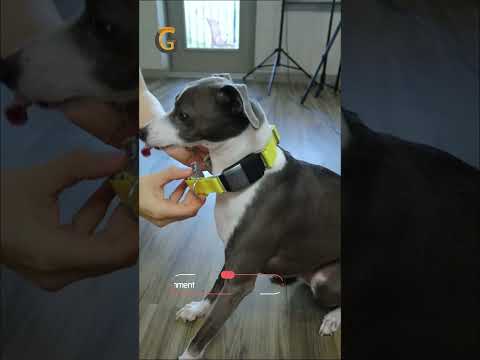 Video: Fi GPS Tracker Kayıp Köpekler Getiriyor