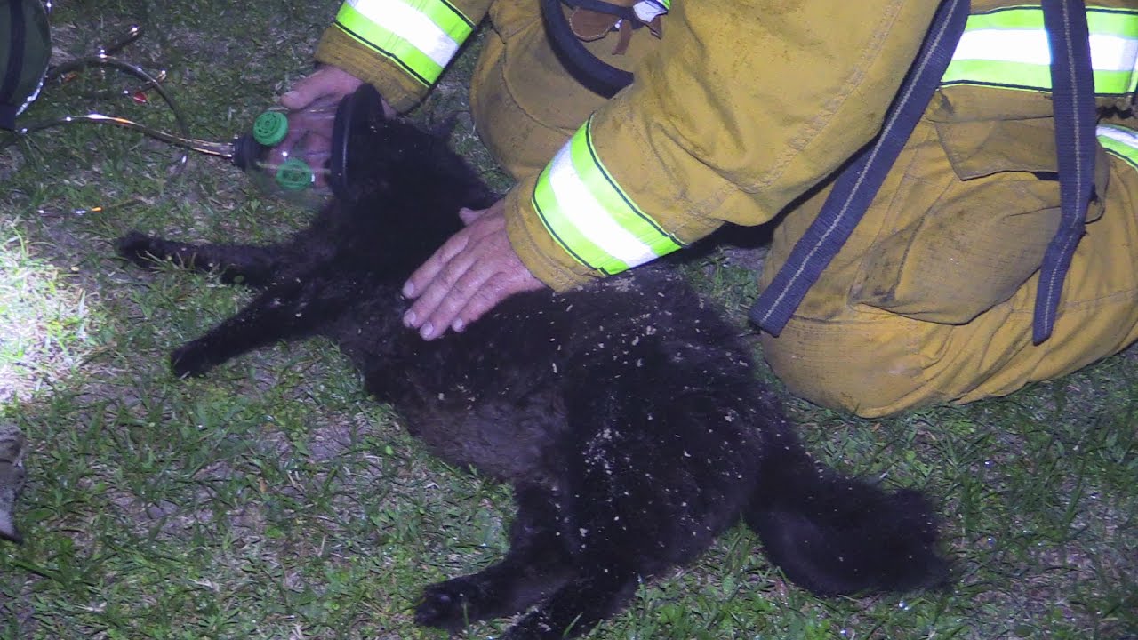 CAT RESCUED FROM HOUSE FIRE AND RESUSCITATED - YouTube