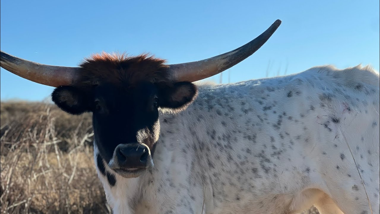 Телки породы Лонгхорн от фермы и ранчо Мюррей.