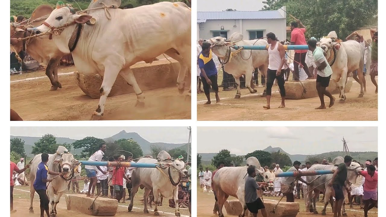 Ongole bulls race #youtubevideo #video #shortvideo #viralvideo #tranding 