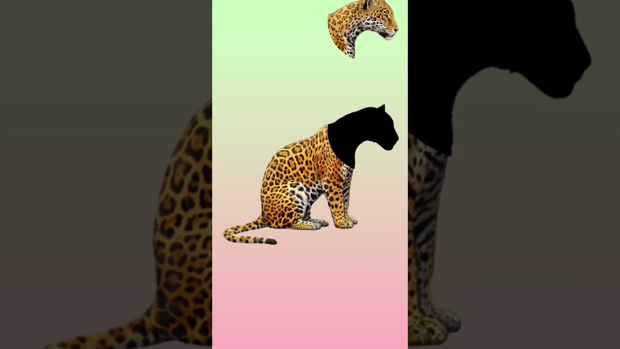 stop image challenge video 99%failed