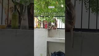 her dua poori hone ka amal 🤲🤲🤲#shortvideo #shorts #viral #subscribe #support #youtubeshorts