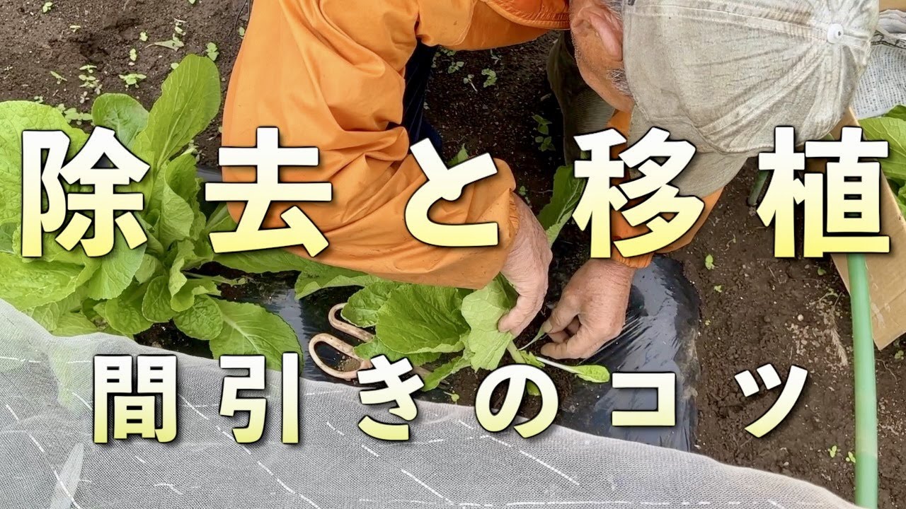 間引きの理由…やり方やタイミング、除去と移植【白菜】 - YouTube