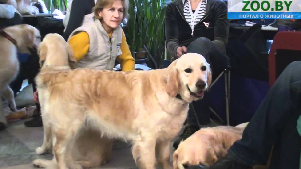 Видео-микс с выставки собак "Альба Росс". Минск