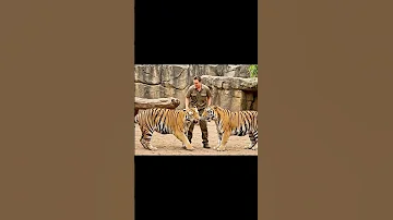 Tigers Run After The New Zookeeper TigerAttack ZooAccident 