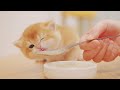 Spoon Feeding Meowing Hungry Kittens