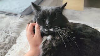 Is my tuxedo cat's purring a roaring engine or just a purr?