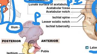 Appendicular Skeleton Part 2: Pelvic Girdle and Lower Extremities