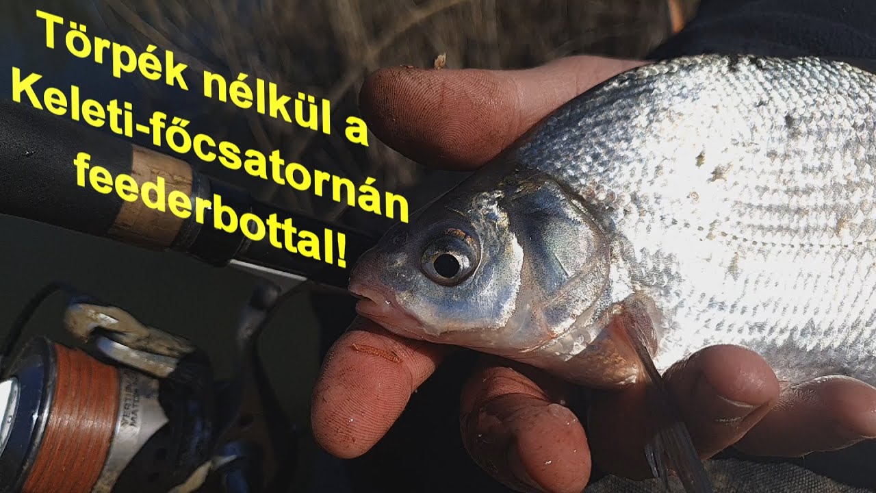 Törpék nélkül a Keleti-főcsatornán feederbottal!