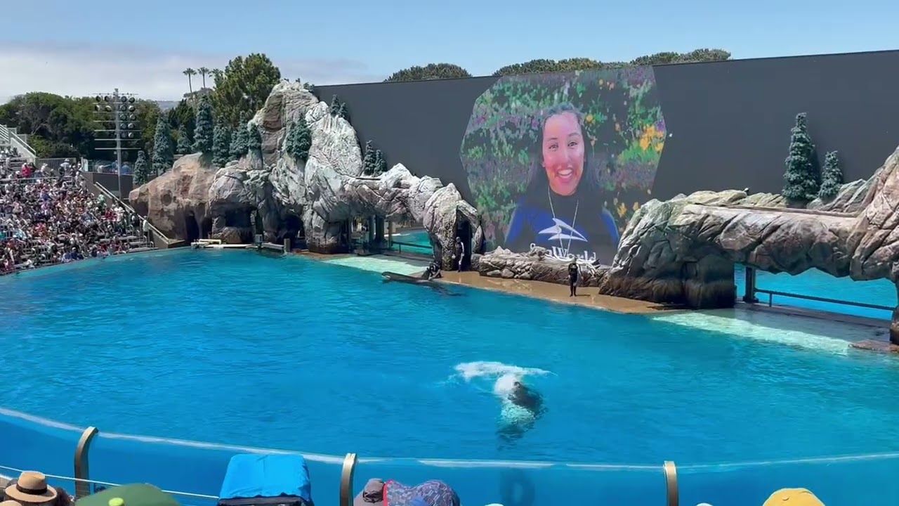 SeaWorld orca show San Diego 