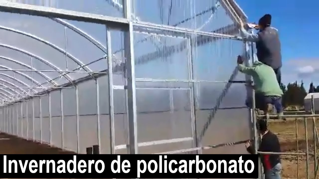 Como hacer un invernadero de policarbonato❓Cubierta de plastico-invernadero-cultivo  de tomate 