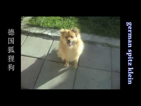 German Spitz Klein dog in Dublin