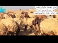 مراح ابو زينب مراح الحروك النوادر