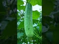 FARM LIFE 🌿 Pure ORGANIC! MAGIC! Nature doing its thing… mind blowing to watch! 🌱#FarmLife #Organic
