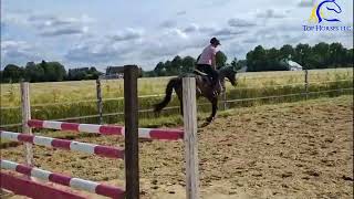 2021 Z gelding by Arezzo. Flatwork For Sale. Hunter jumper prospect