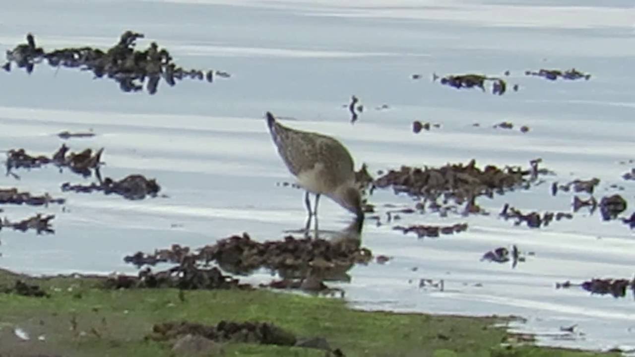 curlew sandpiper video 006 