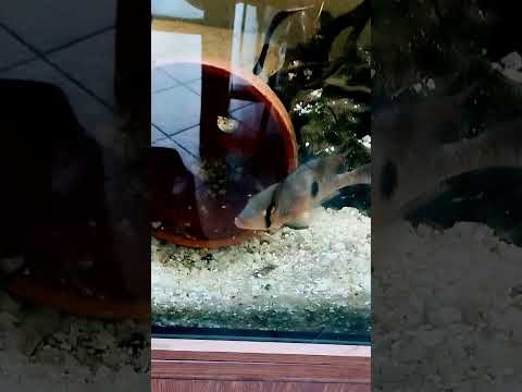 Geophagus Brasiliensis with fry