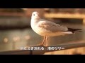 [新曲](再アップ)港のリリー/ 北原ミレイ cover Keizo