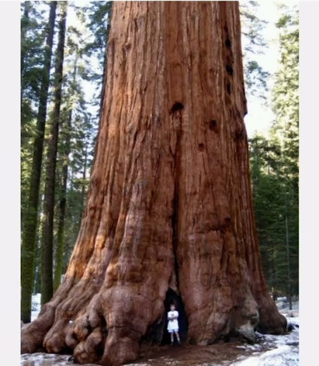 the-largest-living-thing-on-earth-youtube