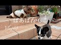 【暮らしvlog】初めての友達/クラフティを作る