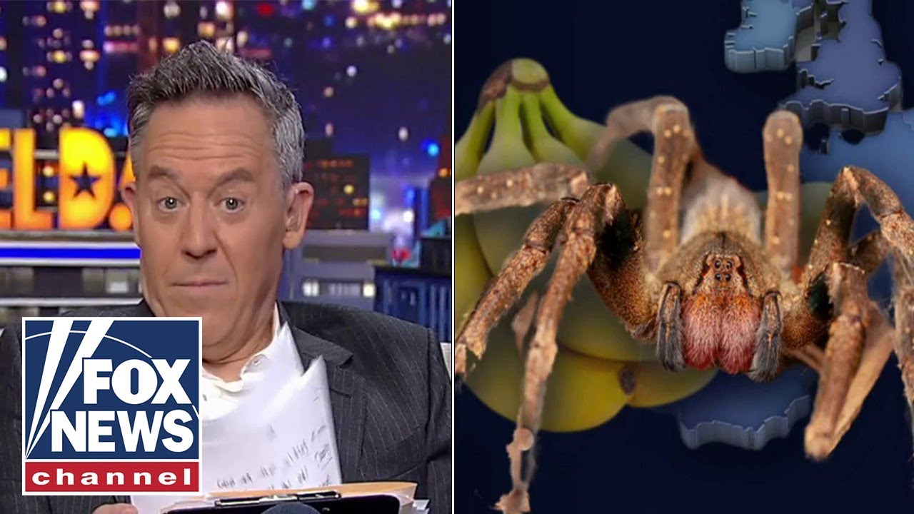 Could these spider bites really give men permanent erections?: Gutfeld