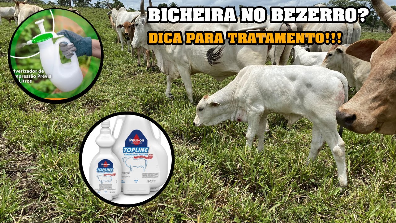 FAZENDA G3 - BICHEIRA NO BEZERRO?? DICA PARA TRATAMENTO!! - YouTube