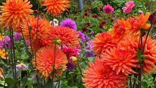 most beautiful dahlia flowers garden / nature dahlia flower garden plant video