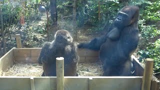 Genki isn't averse to husband Momotaro's intrusion. Together in the box.【Kyoto Zoo, Gorilla,ゴリラ