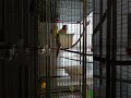 #birds. #parrotplaytime. Sweet green cheek loves his toys.
