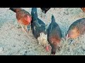 Farming