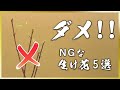 【マナー講座】生け花で恥をかかないための常識5選！