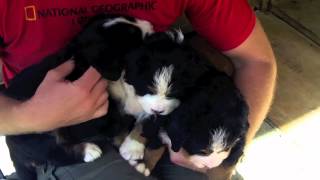 Bernese Mountain Dogs in Switzerland