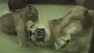 じゃれあうライオン親子〜Lion mother and Babies
